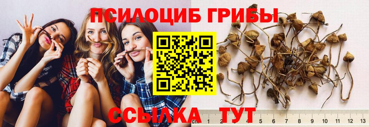 Псилоцибиновые грибы Psilocybe  Псилоцибиновые грибы прущие грибы  Минеральные Воды 